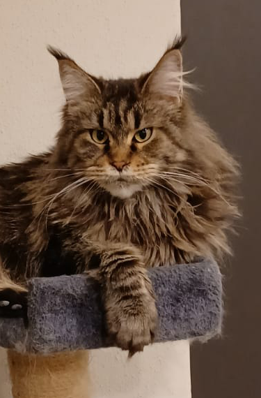 Sven_MaineCoon_04