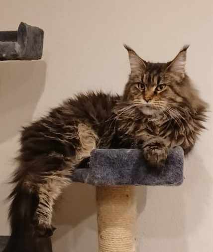 Sven_MaineCoon_06