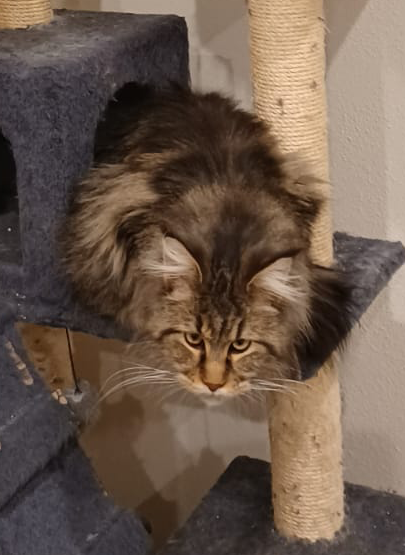 Sven_MaineCoon_07