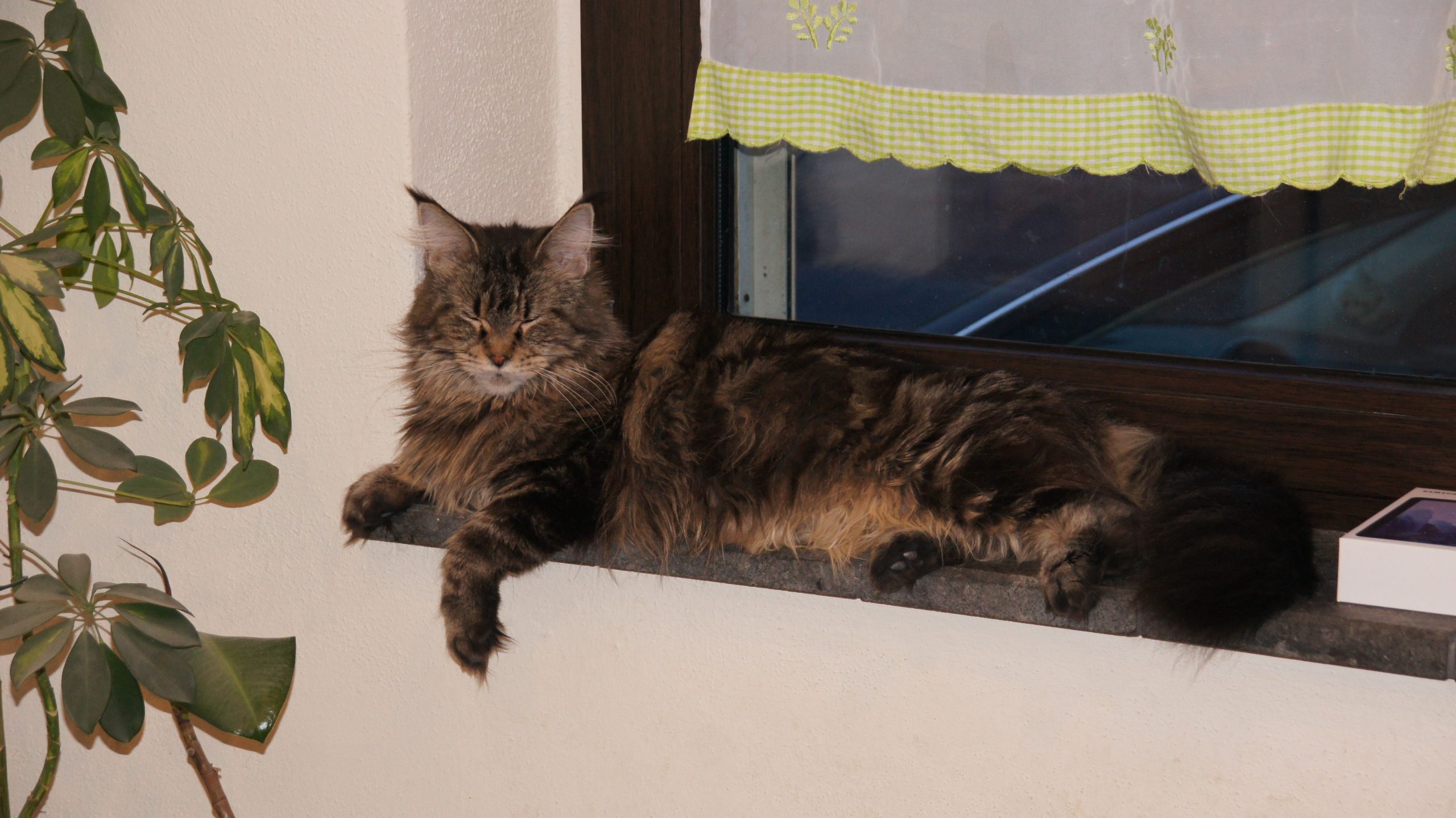 SONY DSC
